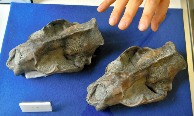 アシカ化石のレプリカ、実物と公開 瑞浪 [岐阜県]：朝日新聞