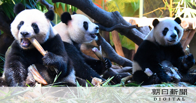 ピクニックワールド さるパンダ被り物 4兄弟⁈ ピクニックワールド さる