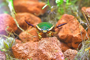 代わりのエサでも育った希少ゲンゴロウ 論文に記した2年越しの思い
