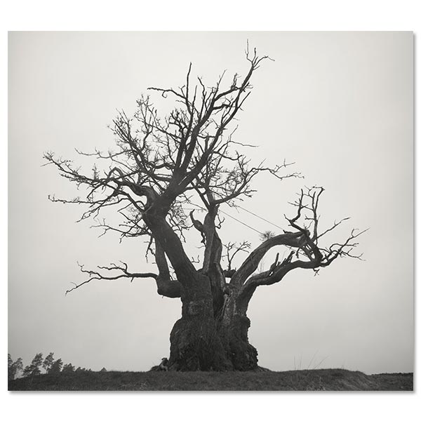 Album SEKAI NO OWARI 2010-2019 [First Press Limited Edition