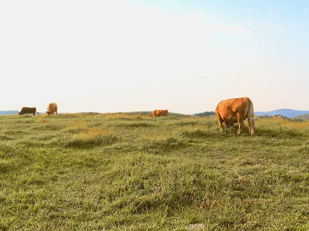 千年の草原 | 阿蘇市観光協会 ASO is GOOD!