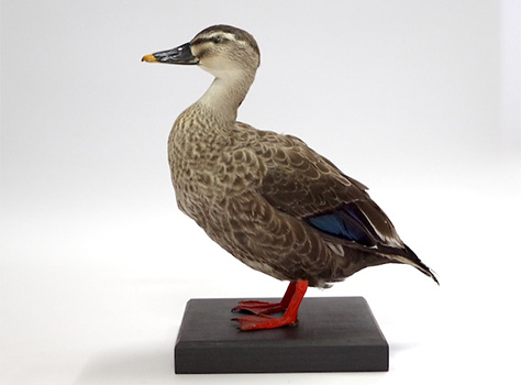 カルガモ | カモ | 鳥類 | 剥製の製作・直売・レンタル・修理なら剥製