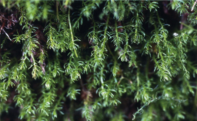 奥深い“コケ”の世界を探る 岩月 善之助 氏