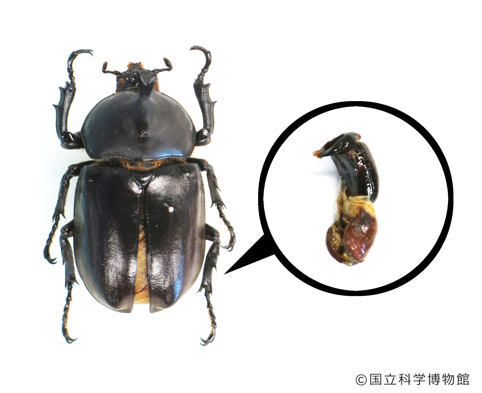 絶賛開催中！国立科学博物館 特別展「昆虫 MANIAC」 9月10日(火