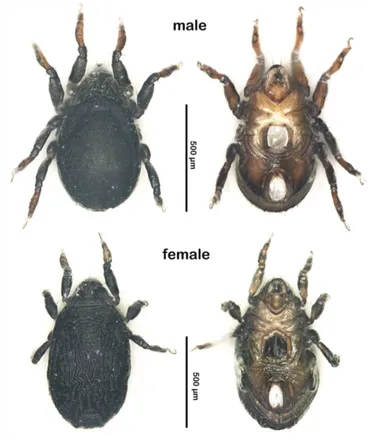 アンダマンツマベニチョウ♂♀ 標本☆アンダマン島南インド産完璧完品