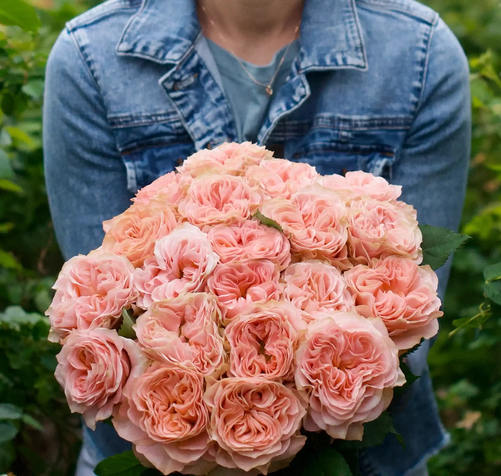 Jan Spek Rozen Rose Bushes | April & Ashley