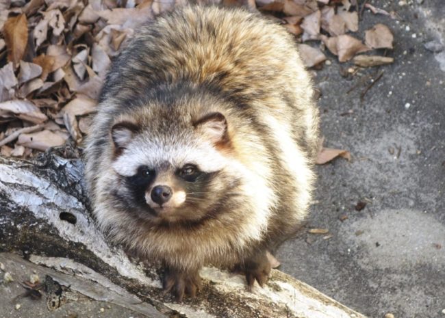 里山の動物の代表格「ホンドタヌキ」が仲間入り！｜アクアマリンふくしま