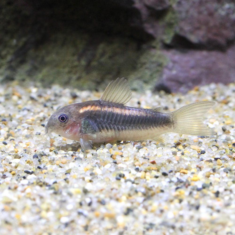 こりどらす コリドラス・イルミネータス“ゴールド”<熱帯魚解説> | AQUALASSIC