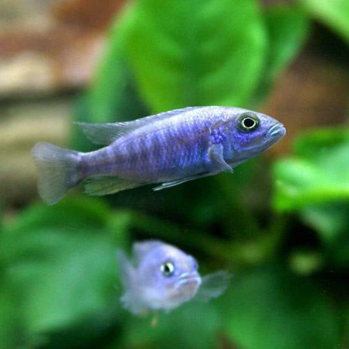 ひと目でわかる混泳早見表 アフリカンシクリッド編 | AQUALASSIC