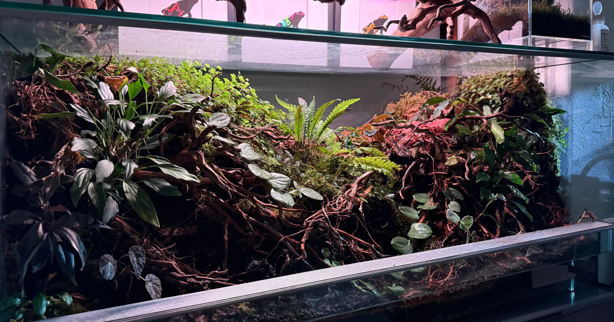 パルダリウム完全ガイド】初心者でもできる作り方・必要機材・費用