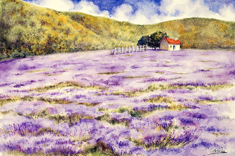 風景イラスト 紫のラベンダー畑と家と山