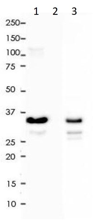 anti-GAPDH antibody [SQab1878] (ARG66330) - arigo Biolaboratories