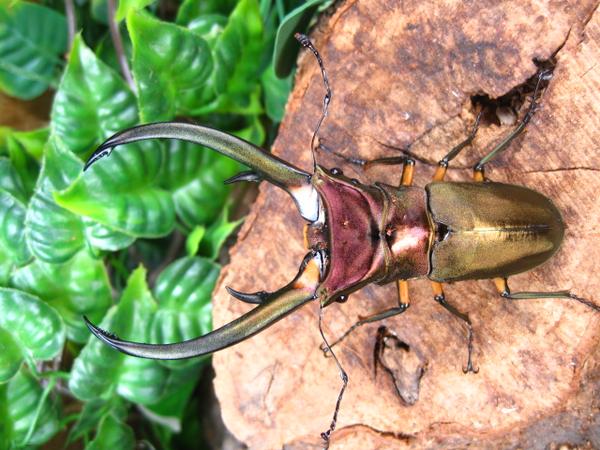 エラフスホソアカクワガタ/アリスト | 外国産 昆虫 クワガタ