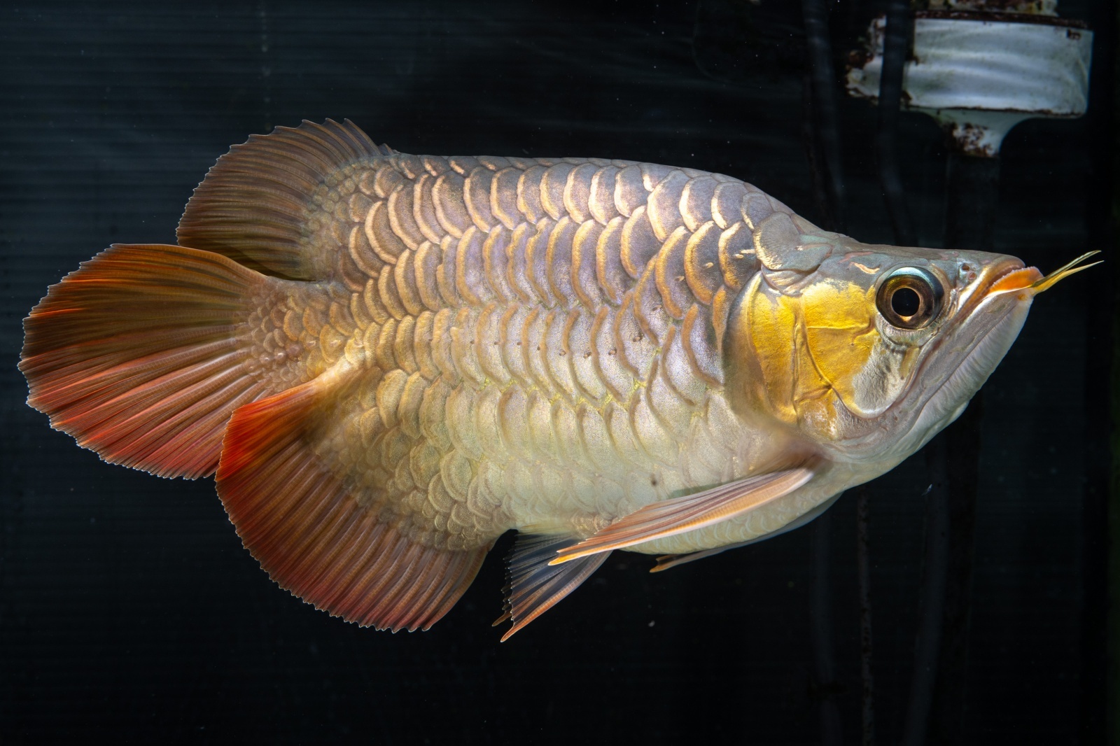 アジアアロワナ専門店ラフレシア・オンラインショップ