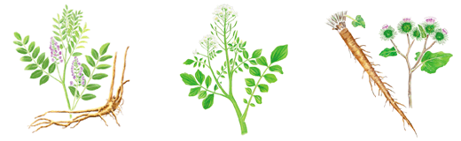 プランツハード(M)＜化粧水＞｜製品のご案内｜アザレ化粧品