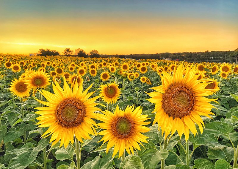 Sunflower Field of Dreams – AZN Media