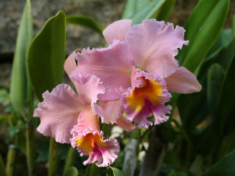 カトレア (Cattleya cv.)