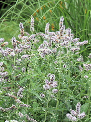 ペパーミント (Mentha x piperita)