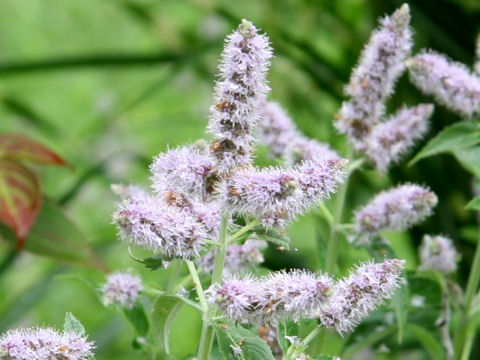 ペパーミント (Mentha x piperita)