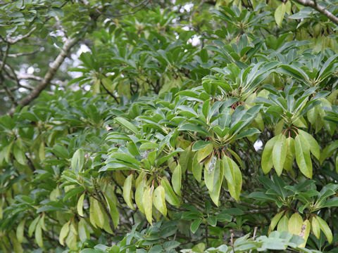 ユズリハ (Daphniphyllum macropodum)