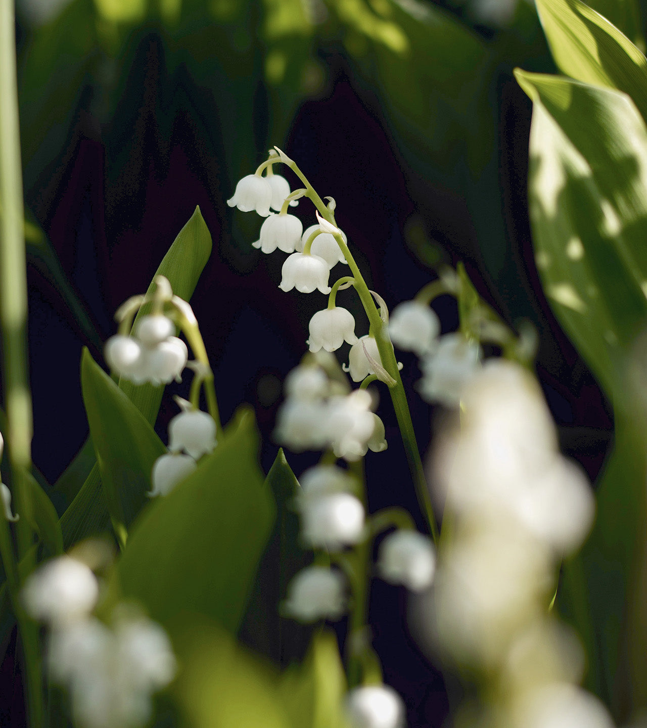 New York Spring Fling With Swarovski® Crystals | Bond No. 9 New York