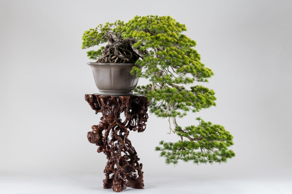 The Omiya Bonsai Art Museum, Saitama