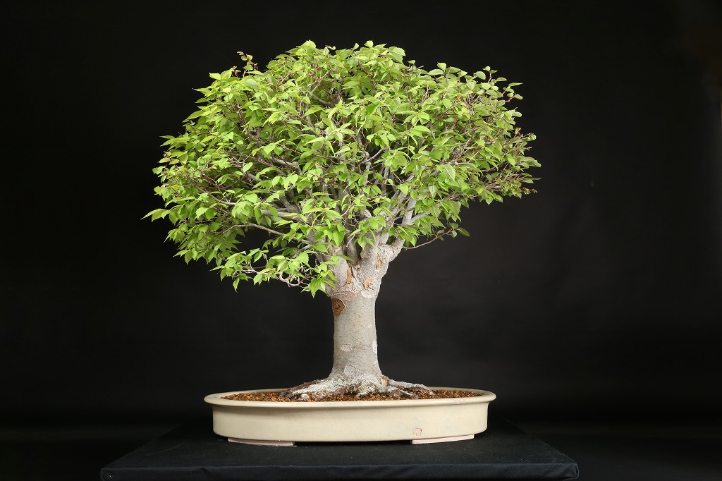 ケヤキ 約80年 | 雨竹亭オンラインショップ