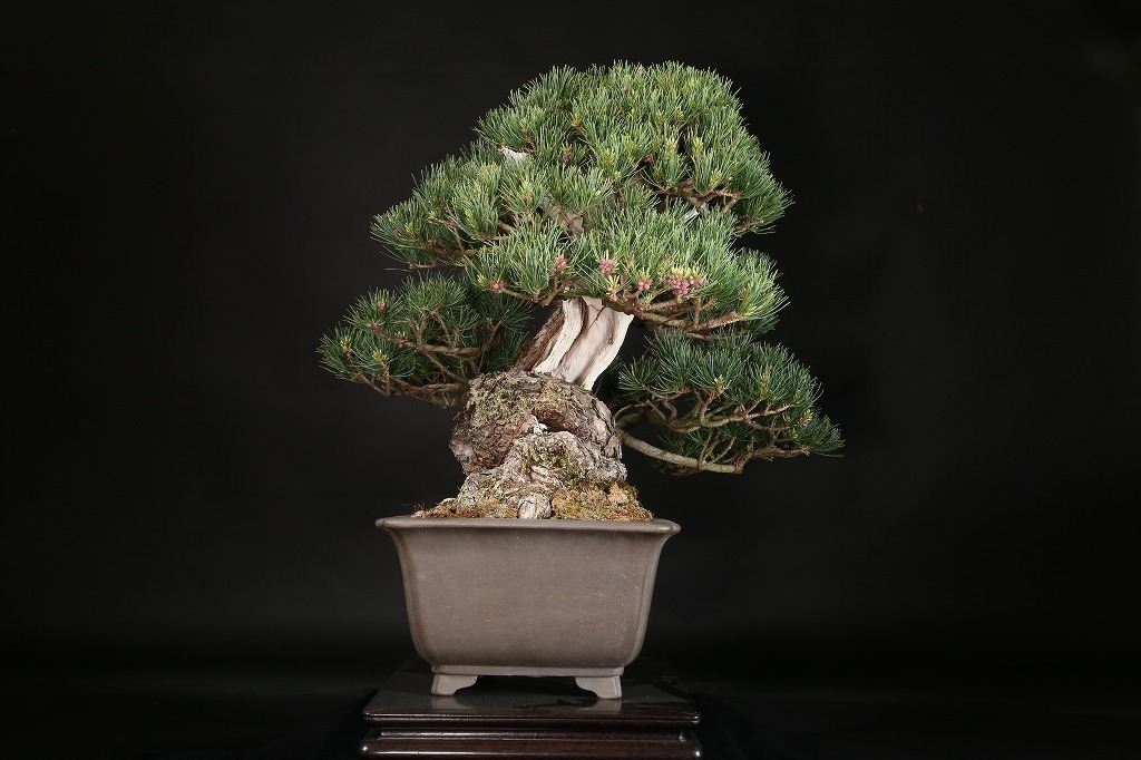 五葉松 約150年 | 雨竹亭オンラインショップ