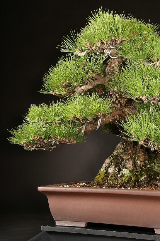 黒松 約80年 | 雨竹亭オンラインショップ