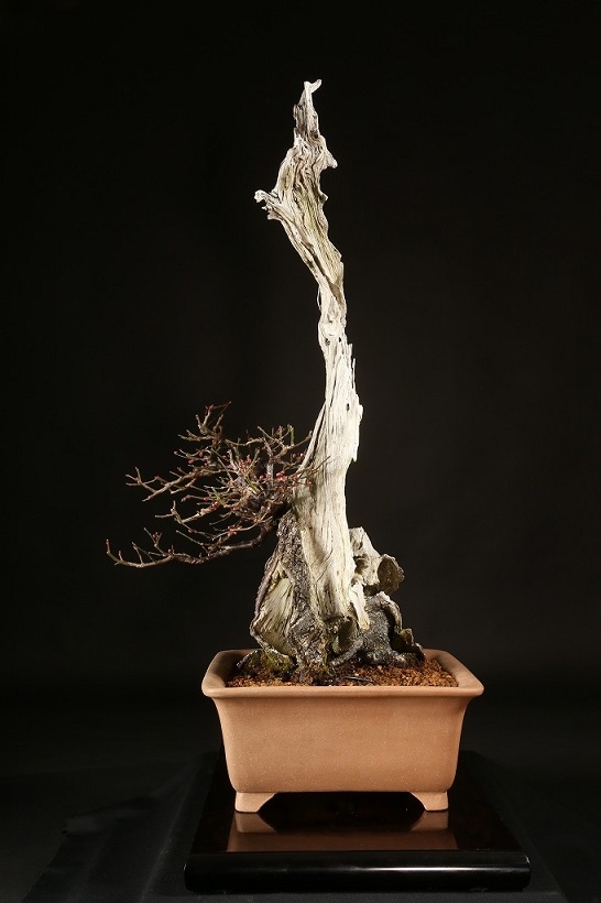 野梅（白一重咲・米良性）約100年 | 雨竹亭オンラインショップ