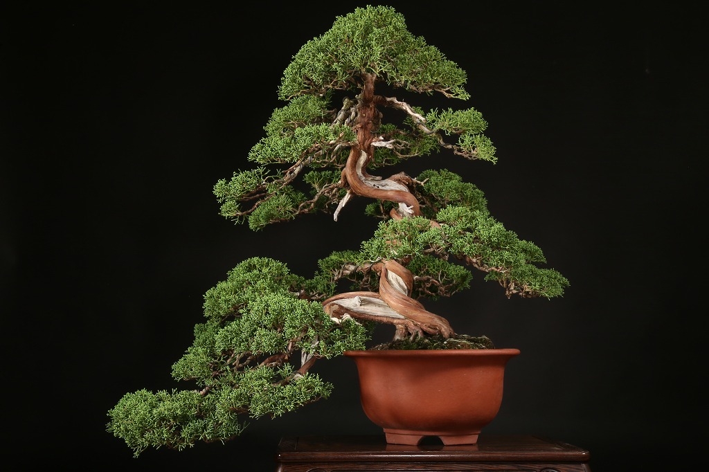 貴風 糸魚川真柏盆栽】 ⭕2点セットあかさ❗ 貴風 糸魚川真柏盆栽