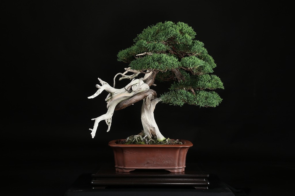 真柏 約150年 | 雨竹亭オンラインショップ