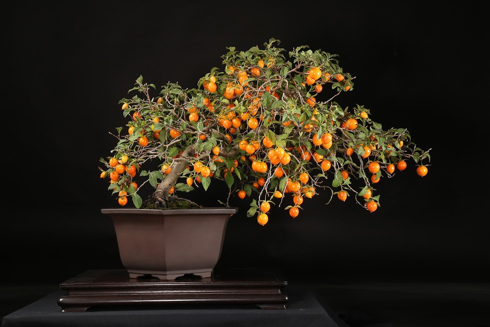 老爺柿 約35年 | 雨竹亭オンラインショップ