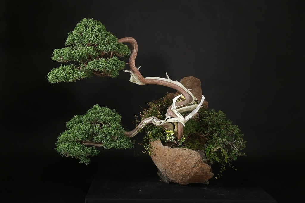 真柏石付 約70年 | 雨竹亭オンラインショップ