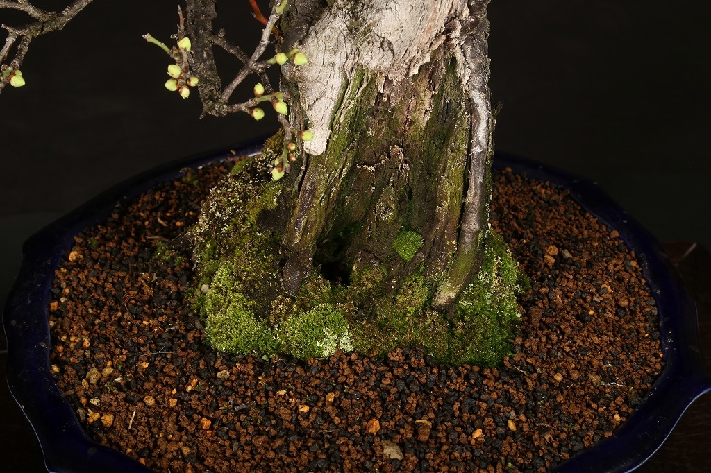 野梅 約80年 | 雨竹亭オンラインショップ