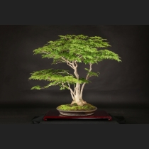 盆栽・水石の通販は雨竹亭オンラインショップ