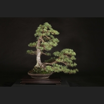 盆栽・水石の通販は雨竹亭オンラインショップ