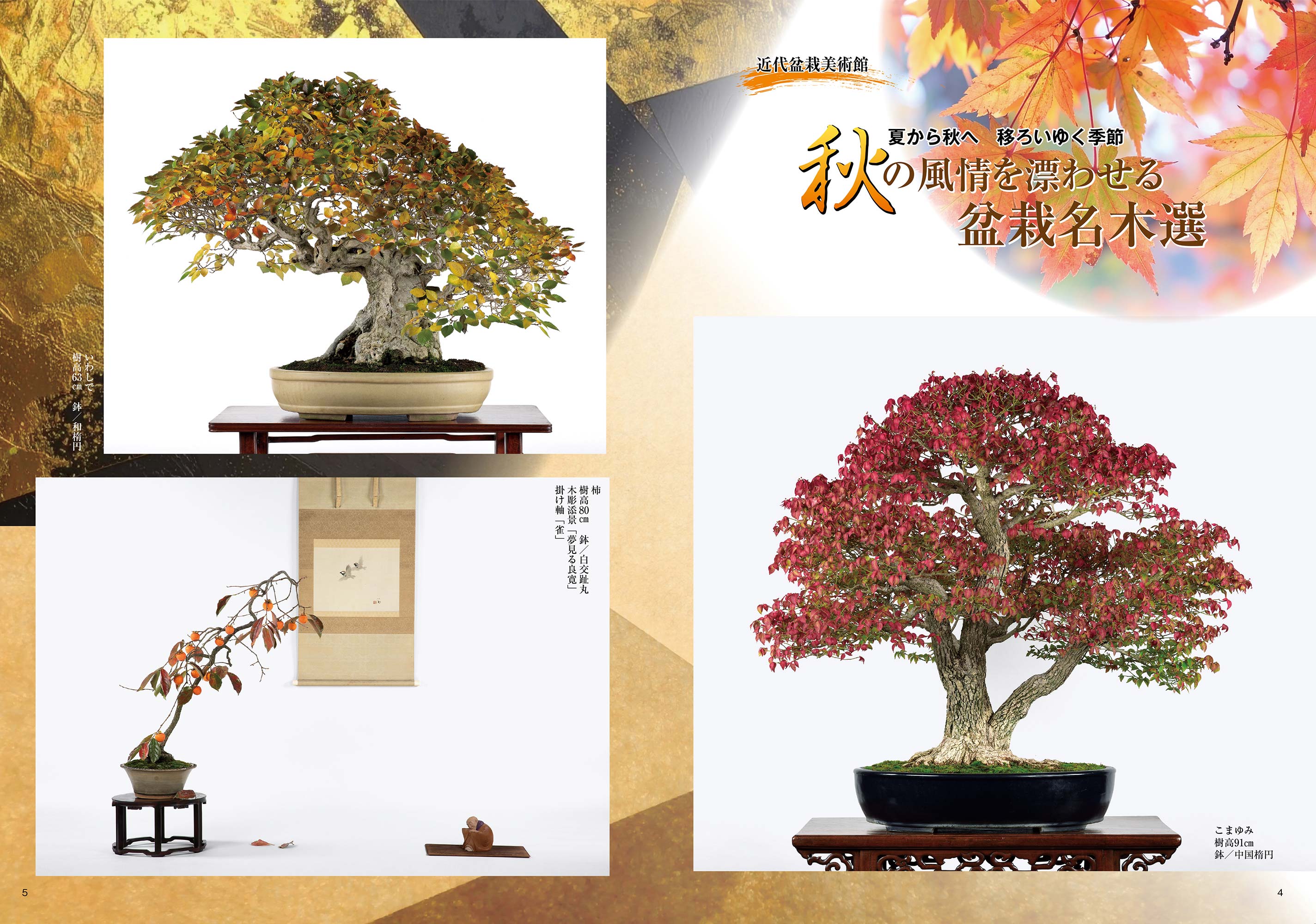 月刊「近代盆栽」2025年11月号 | 盆栽、盆栽書籍、盆栽鉢の通販│近代出版