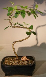 Paper Birch Bonsai TreeCurved 