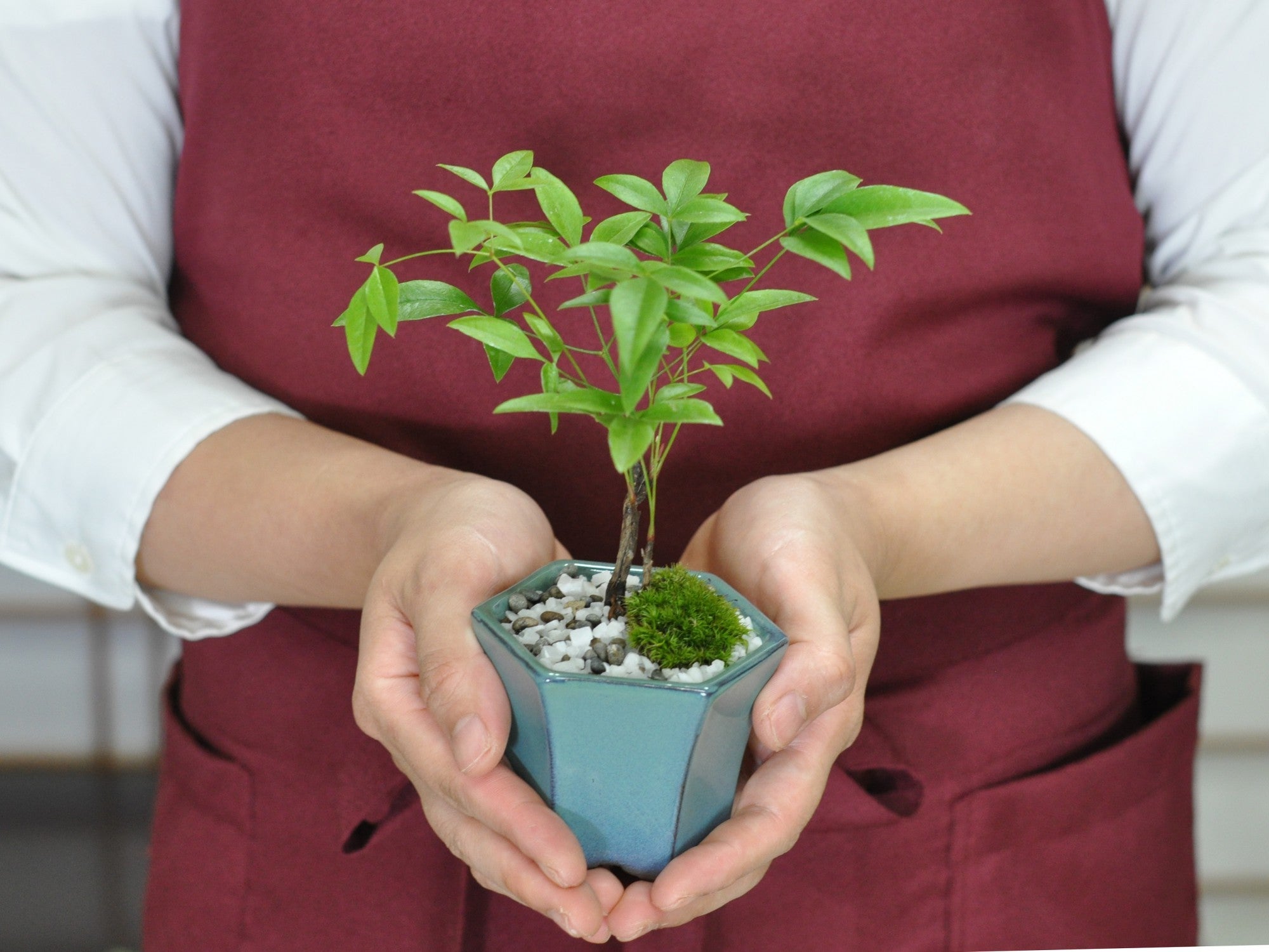 盆栽 ミニ南天寸景 六角鉢の盆栽の販売｜盆栽妙 – 盆栽妙 本店