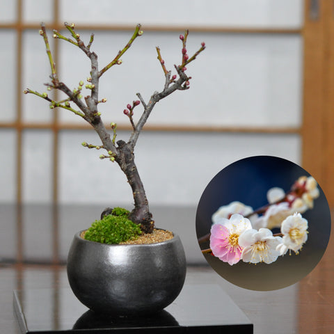 ミニ紅白梅の盆栽を販売｜入門は盆栽妙 – 盆栽妙 本店