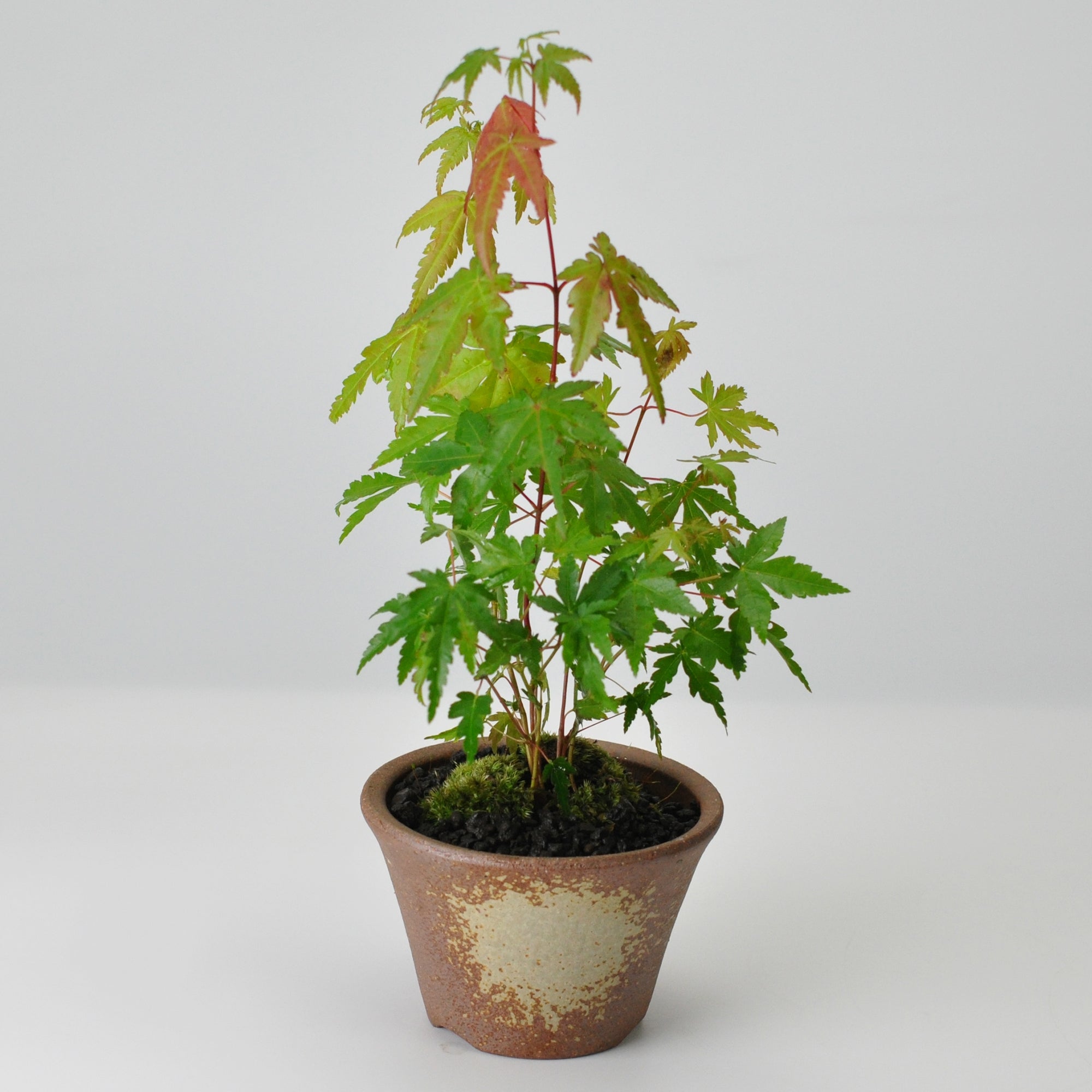 山もみじ ハケメ丸鉢を販売｜入門は盆栽妙 – 盆栽妙 本店