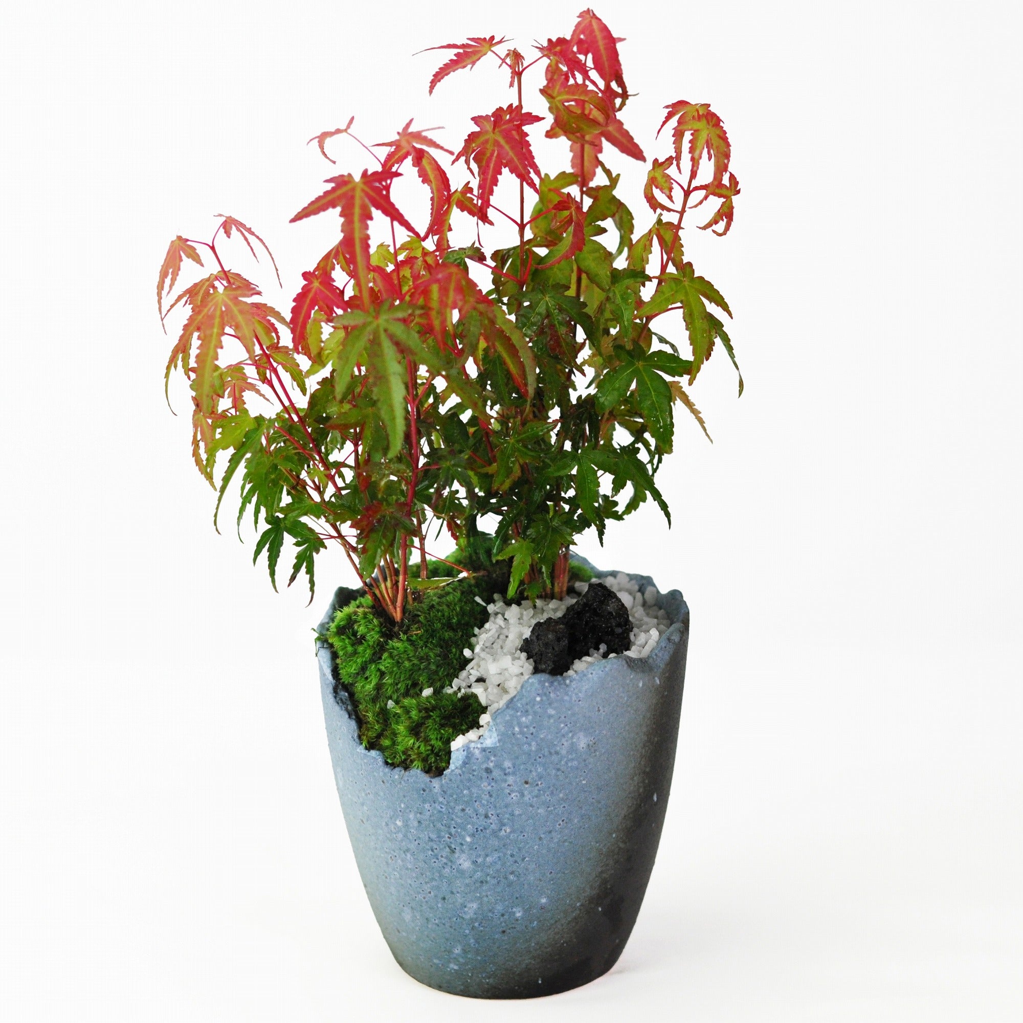 モミジ（紅葉）盆栽の販売｜盆栽妙 – 盆栽妙 本店