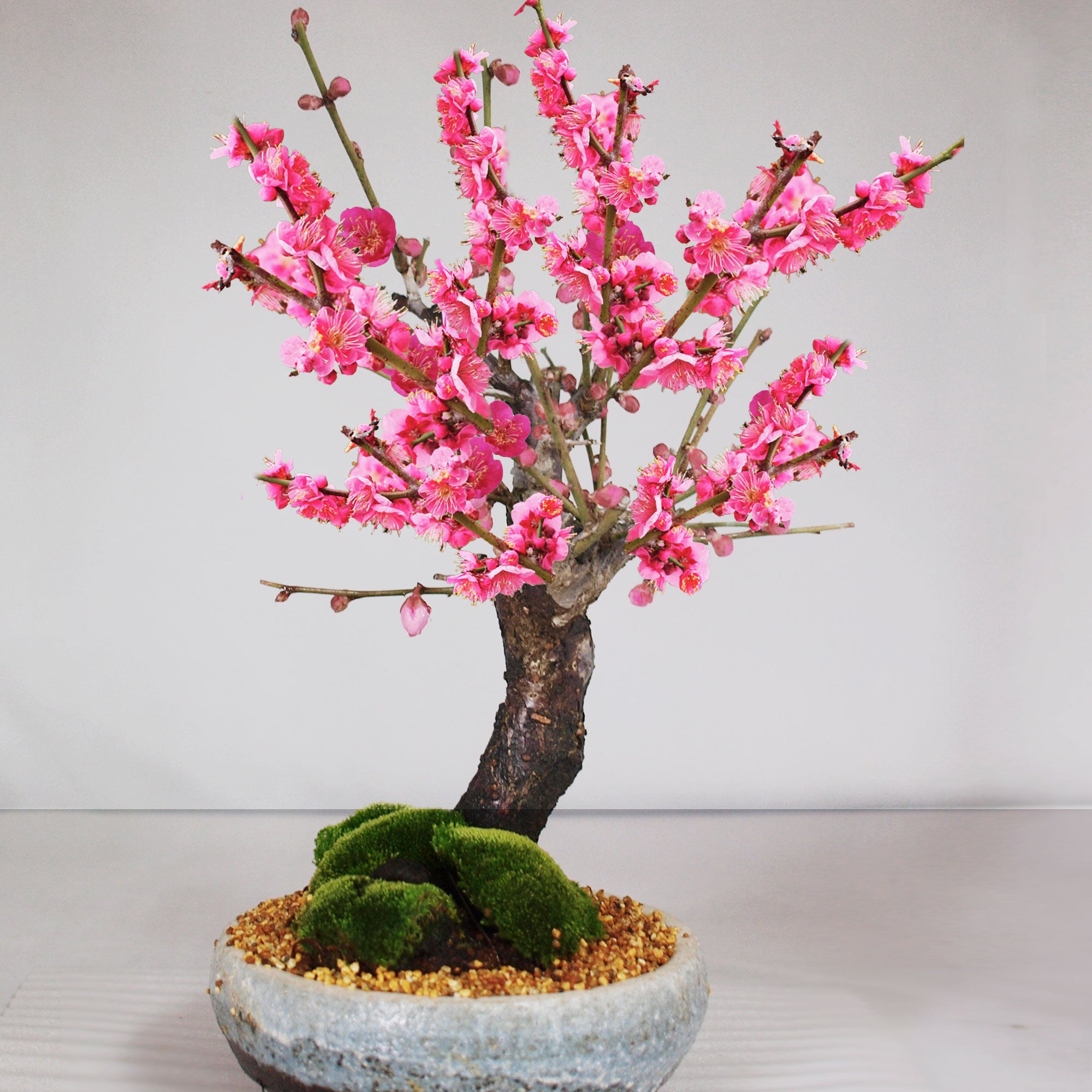 梅（ウメ）盆栽の販売｜盆栽妙 – 盆栽妙 本店