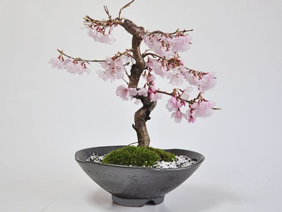 十月桜を販売｜入門は盆栽妙 – 盆栽妙 本店