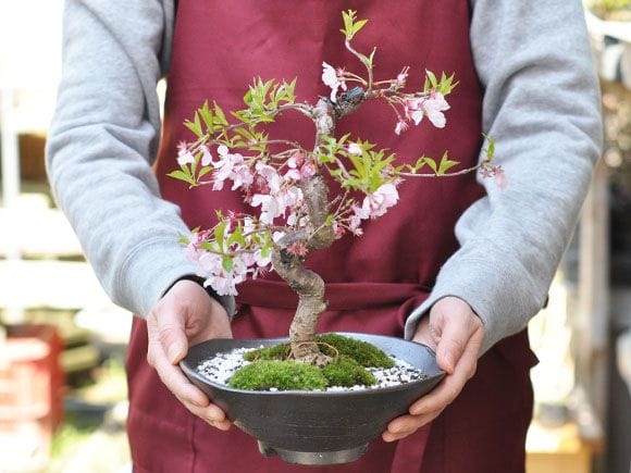 十月桜を販売｜入門は盆栽妙 – 盆栽妙 本店