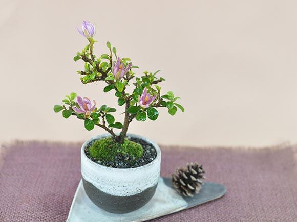睡蓮木(すいれんぼく)の盆栽｜盆栽妙 – 盆栽妙 本店