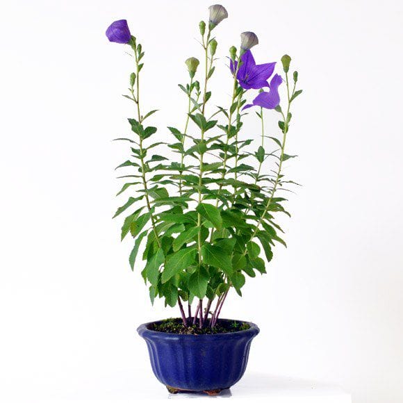 桔梗の盆栽を販売｜講座は盆栽妙 – 盆栽妙 本店