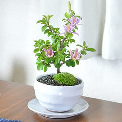 ミニ睡蓮木の盆栽｜プレゼントに盆栽妙 – 盆栽妙 本店