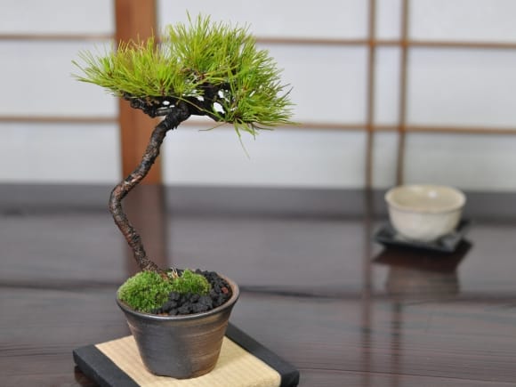 赤石赤松 文人木の盆栽を販売｜盆栽妙 – 盆栽妙 本店